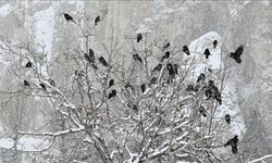 Türkiye’de aralık ayı sıra dışı geçti