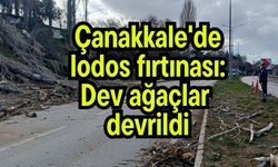Çanakkale'de lodos fırtınası: Dev ağaçlar devrildi