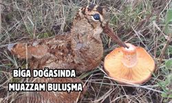 Biga doğasında muazzam buluşma
