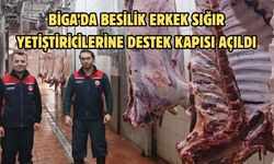 Biga’da besilik erkek sığır yetiştiricilerine destek kapısı açıldı