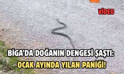 Biga’da doğanın dengesi şaştı: Ocak ayında yılan paniği!