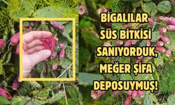 Bigalılar süs bitkisi sanıyorduk, meğer şifa deposuymuş