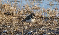 Dondurucu soğuklara rağmen 35 kuş türü yaşıyor