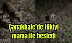 Çanakkale'de bahçesine gelen tilkiyi mama ile besledi (Video)