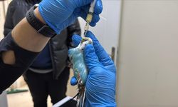 Kuşlara duyduğu sevgiyle "kuş hekimi" oldu