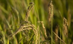 Çeltik alım fiyatları açıklandı