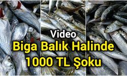 Biga Balık Halinde 1000 TL Şoku