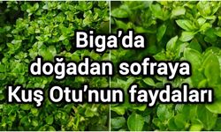 Biga’da doğadan sofraya: Kuş Otu’nun faydaları
