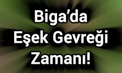 Biga’da Eşek Gevreği Zamanı!