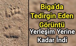 Biga'da Tedirgin Eden Görüntü: Yerleşim Yerine Kadar İndi