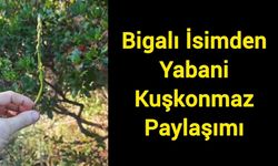 Bigalı İsimden Yabani Kuşkonmaz Paylaşımı