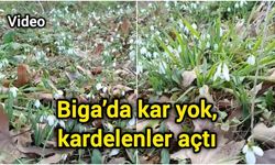 Çanakkale Biga’da kar yok, kardelenler açtı