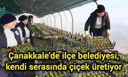 Çanakkale’de ilçe belediyesi, kendi serasında çiçek üretiyor
