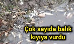 Çok sayıda balık kıyıya vurdu