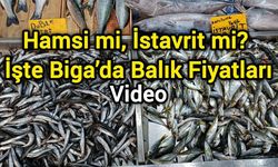 Hamsi mi, İstavrit mi? İşte Biga’da Balık Fiyatları