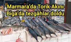 Marmara’da Torik Akını: Biga’da tezgâhlar doldu