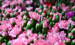 Türkiye’den 2025'te 83 ülkeye çiçek ihracatı yapıldı