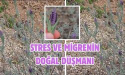 Stres ve migrenin doğal düşmanı