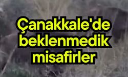 Çanakkale'de beklenmedik misafirler