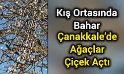 Kış Ortasında Bahar: Çanakkale’de Ağaçlar Çiçek Açtı