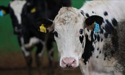 İnekler için ortopedik yatak üretildi