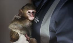 Maymun yavrusu portakal rehabilitasyonda