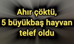 Ahır çöktü, 5 büyükbaş hayvan telef oldu