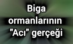 Biga ormanlarının ‘Acı’ gerçeği