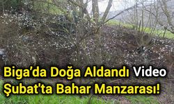 Biga’da Doğa Aldandı: Şubat'ta Bahar Manzarası!