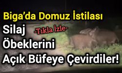 Biga’da Domuz İstilası: Silaj Öbeklerini Açık Büfeye Çevirdiler!
