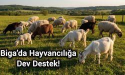 Biga’da Hayvancılığa Dev Destek: "Kırsalda Bereket, Küçükbaşa Destek" Başlıyor!