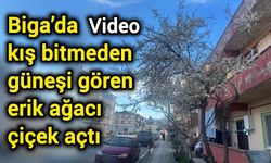 Biga’da kış bitmeden güneşi gören erik ağacı çiçek açtı