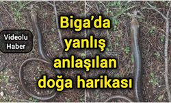 Biga’da yanlış anlaşılan doğa harikası