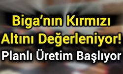 Biga’nın Kırmızı Altını Değerleniyor: Planlı Üretim Başlıyor