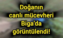 Doğanın canlı mücevheri Biga’da görüntülendi!
