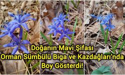 Doğanın Mavi Şifası: Orman Sümbülü Biga ve Kazdağları’nda Boy Gösterdi!