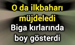 O da ilkbaharı müjdeledi: Biga kırlarında boy gösterdi