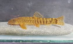 Türkiye'de her 3 tatlı su balığından biri tehlike altında