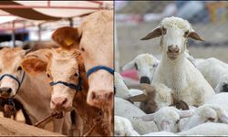 Türkiye’nin hayvan varlığı güçleniyor