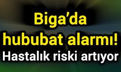 Biga’da hububat alarmı! Hastalık riski artıyor