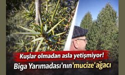Kuşlar olmadan asla yetişmiyor! Biga Yarımadası’nın "mucize" ağacı