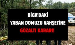Biga’daki Yaban Domuzu Vahşetine Gözaltı Kararı!
