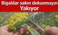 Bigalılar sakın dokunmayın! Yakıyor