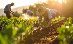 Gübre ham maddesi üre için ithalatta gümrük vergisi sıfırlandı