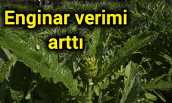 Enginar verimi arttı