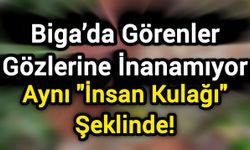 Biga’da Görenler Gözlerine İnanamıyor: Aynı "İnsan Kulağı" Şeklinde!