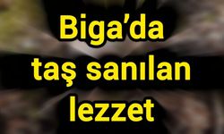 Biga’da taş sanılan lezzet