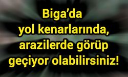 Biga’da yol kenarlarında, arazilerde görüp geçiyor olabilirsiniz!