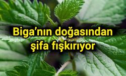 Biga’nın doğasından şifa fışkırıyor