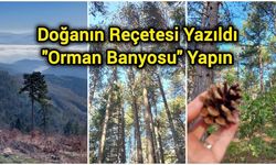 Doğanın Reçetesi Yazıldı: "Orman Banyosu" Yapın